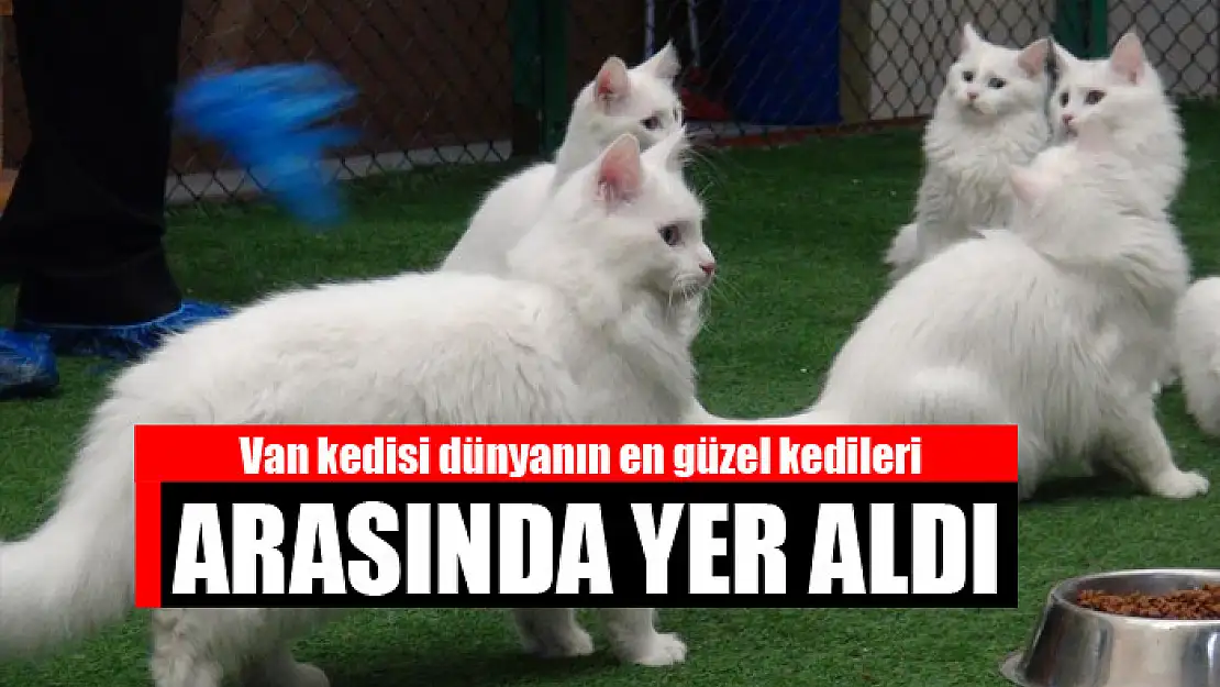 Van kedisi dünyanın en güzel kedileri arasında yer aldı