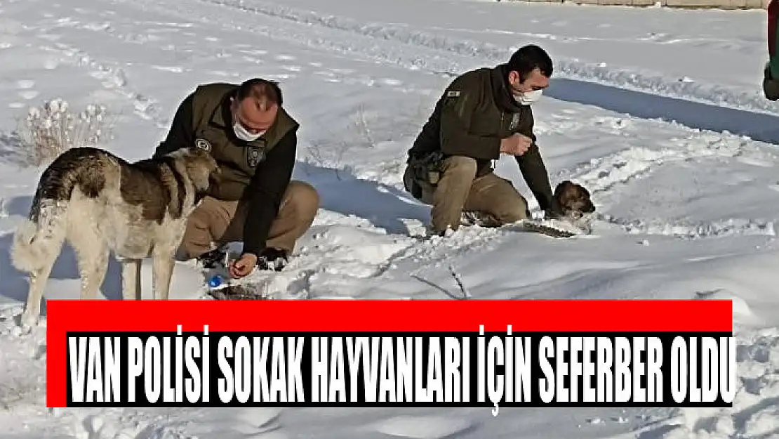 Van polisi sokak hayvanları için seferber oldu