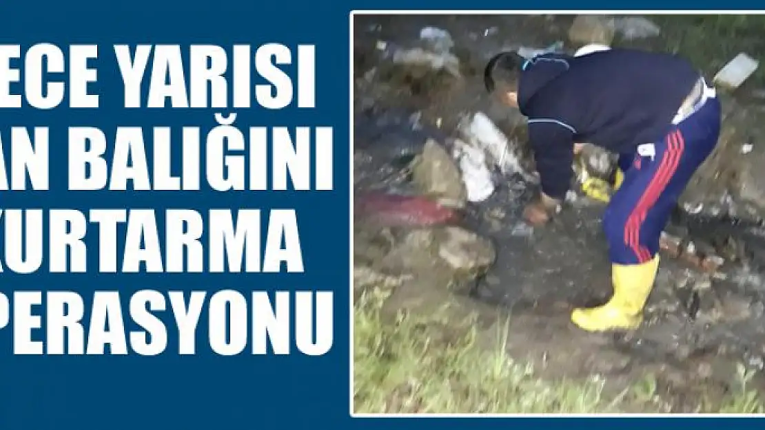 Gece yarısı Van Balığını kurtarma operasyonu 