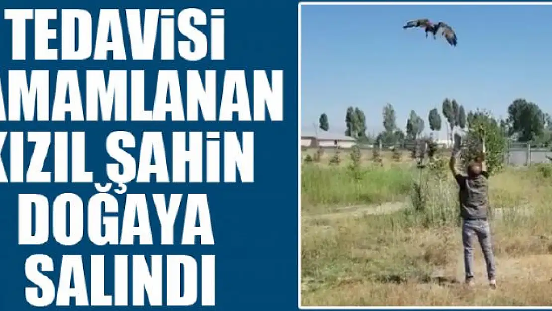 Tedavisi tamamlanan Kızıl Şahin doğaya salındı