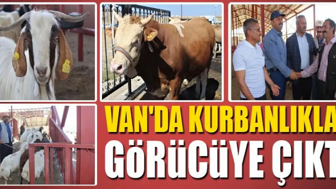 Van'da kurbanlıklar görücüye çıktı