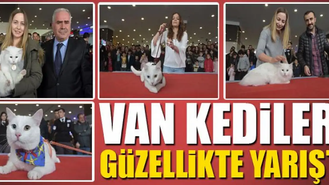 Van kedileri güzellikte yarıştı