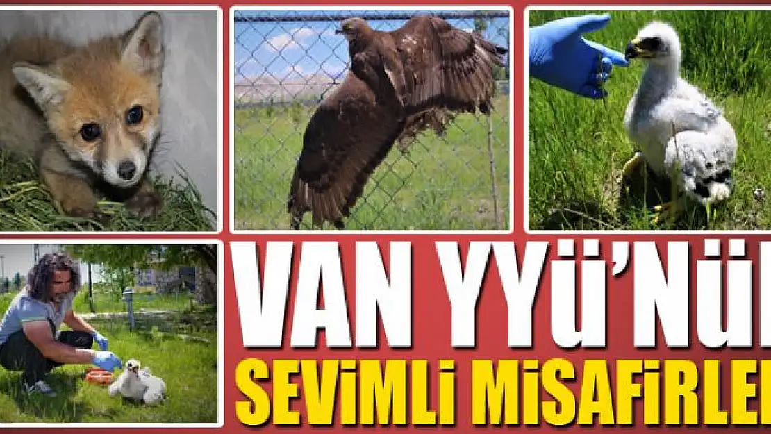 Van YYÜ'nün sevimli misafirleri