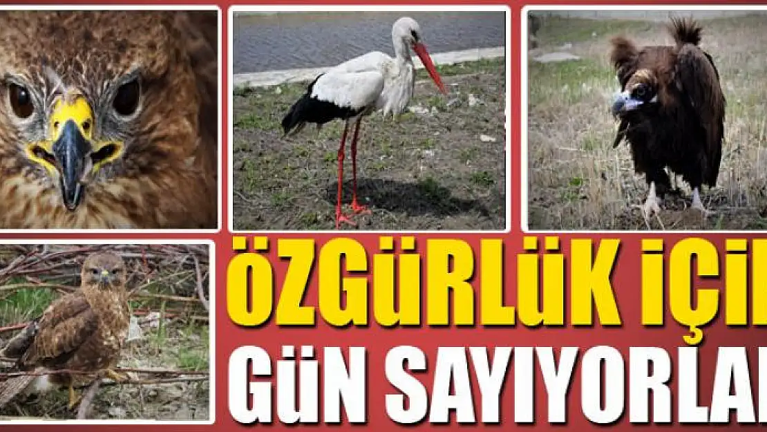 Özgürlük için gün sayıyorlar