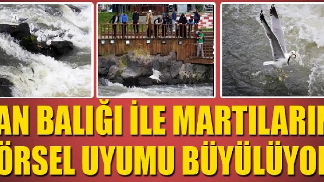 Van Balığı ile martıların görsel uyumu büyülüyor 