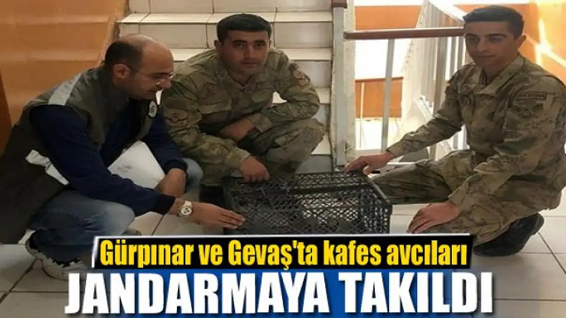 Gürpınar ve Gevaş'ta kafes avcıları jandarmaya takıldı