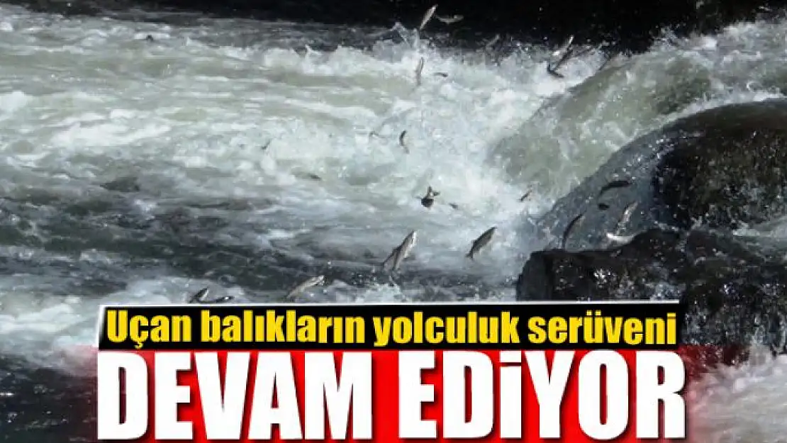 Uçan balıkların yolculuk serüveni devam ediyor