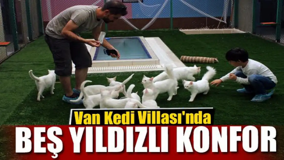 Van Kedi Villası'nda beş yıldızlı konfor 