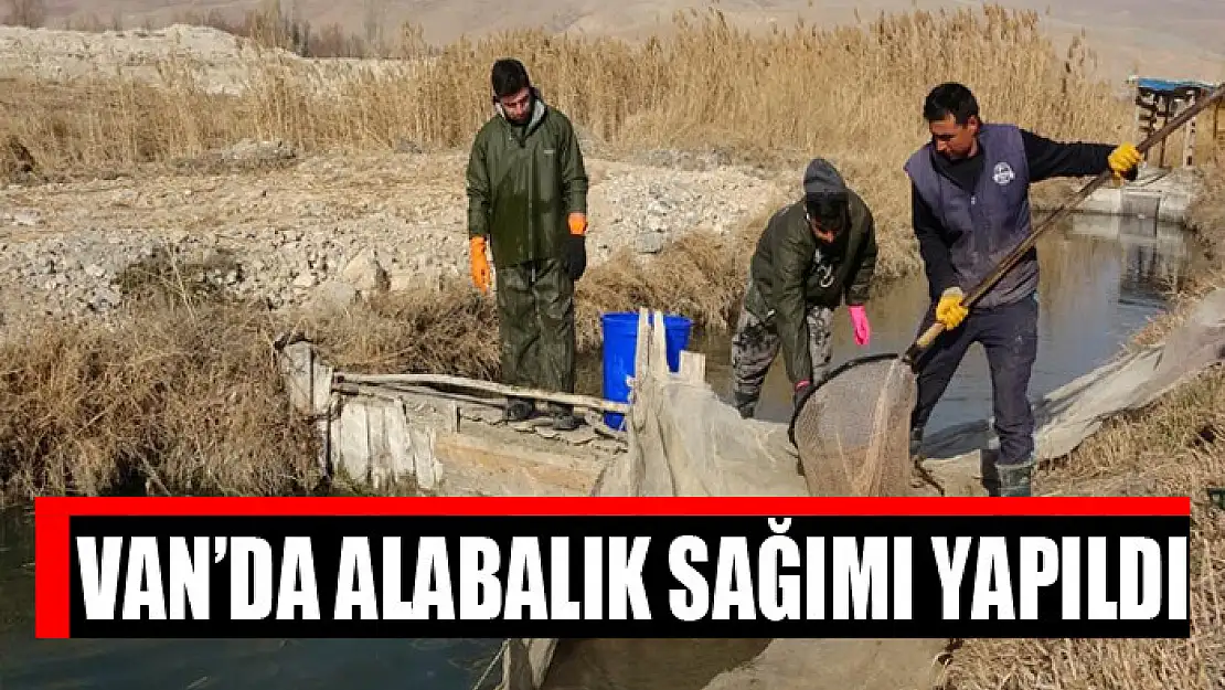 Van'da alabalık sağımı yapıldı