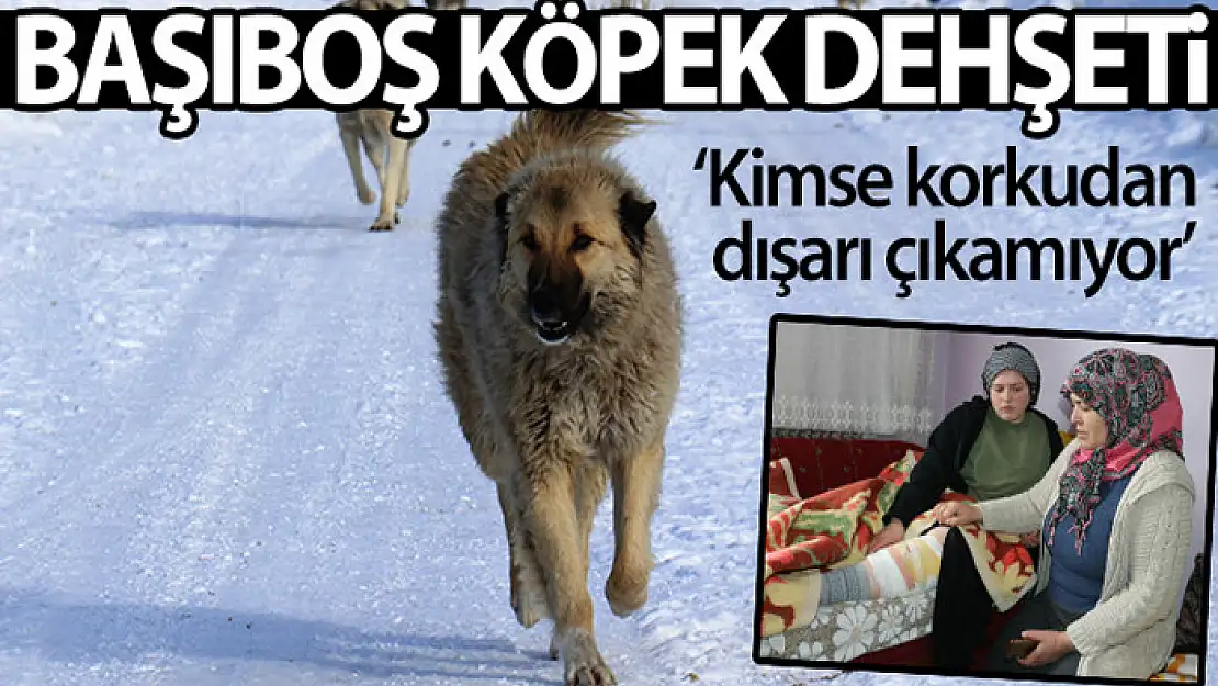 Van'da başıboş köpek dehşeti