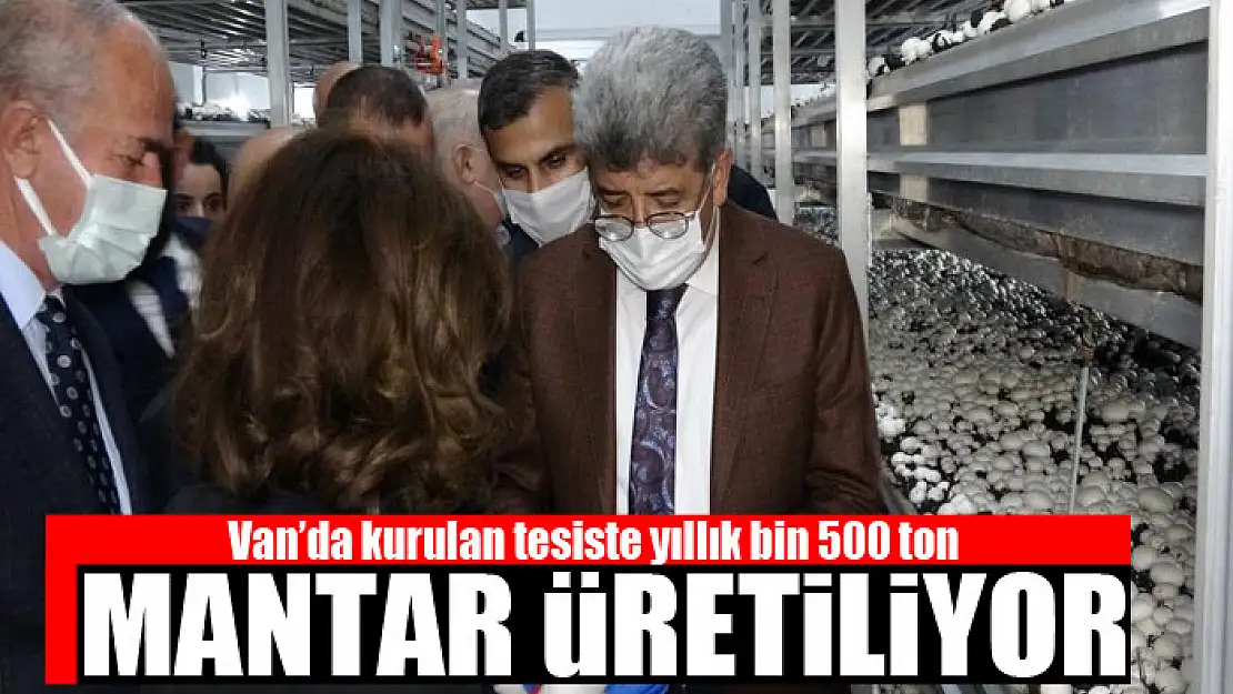 Van'da kurulan tesiste yıllık bin 500 ton mantar üretiliyor