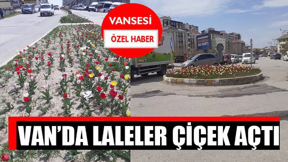 Van'da laleler çiçek açtı