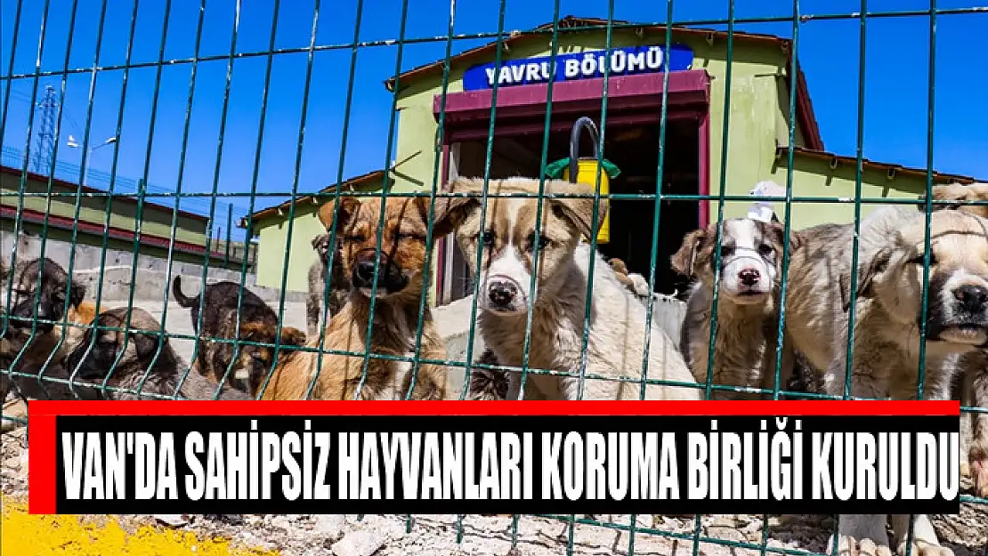 Van'da Sahipsiz Hayvanları Koruma Birliği kuruldu