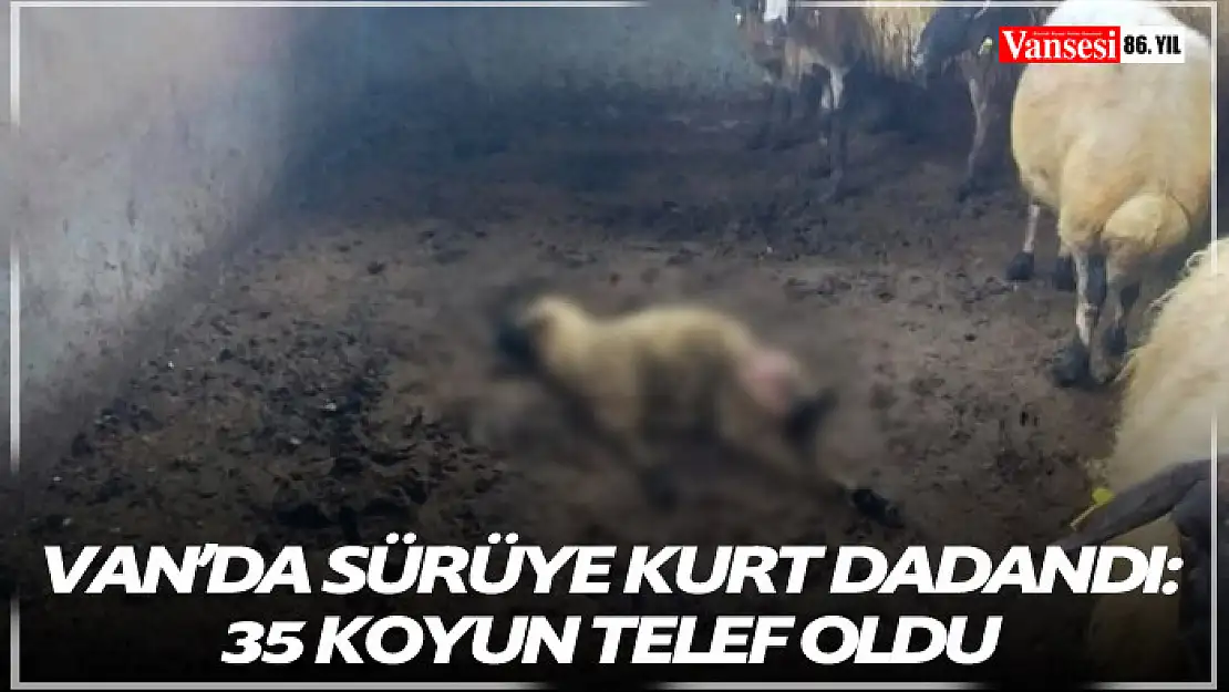 Van'da sürüye kurt dadandı: 35 Koyun telef oldu!