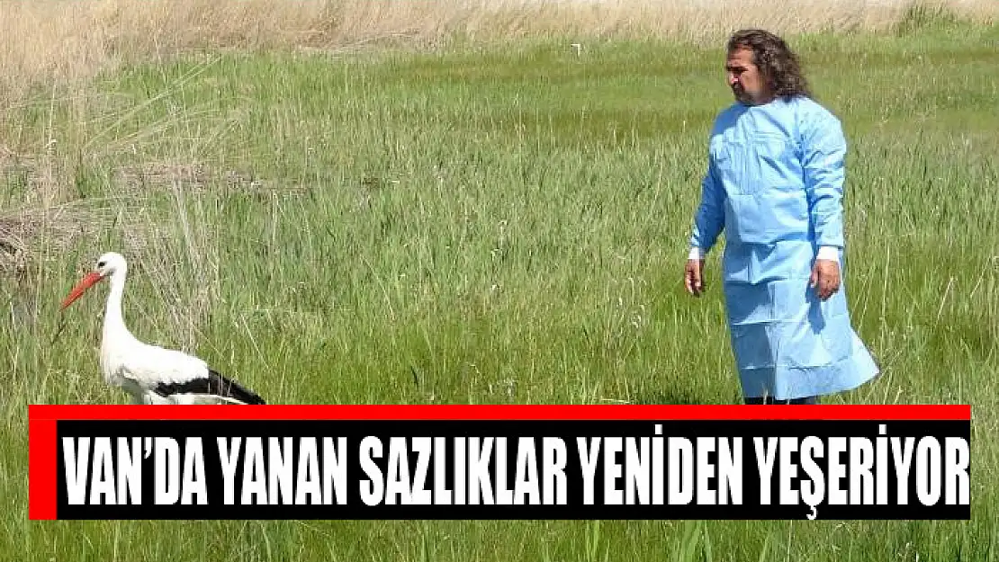 Van'da yanan sazlıklar yeniden yeşeriyor