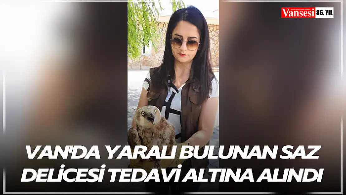 Van'da yaralı bulunan saz delicesi tedavi altına alındı