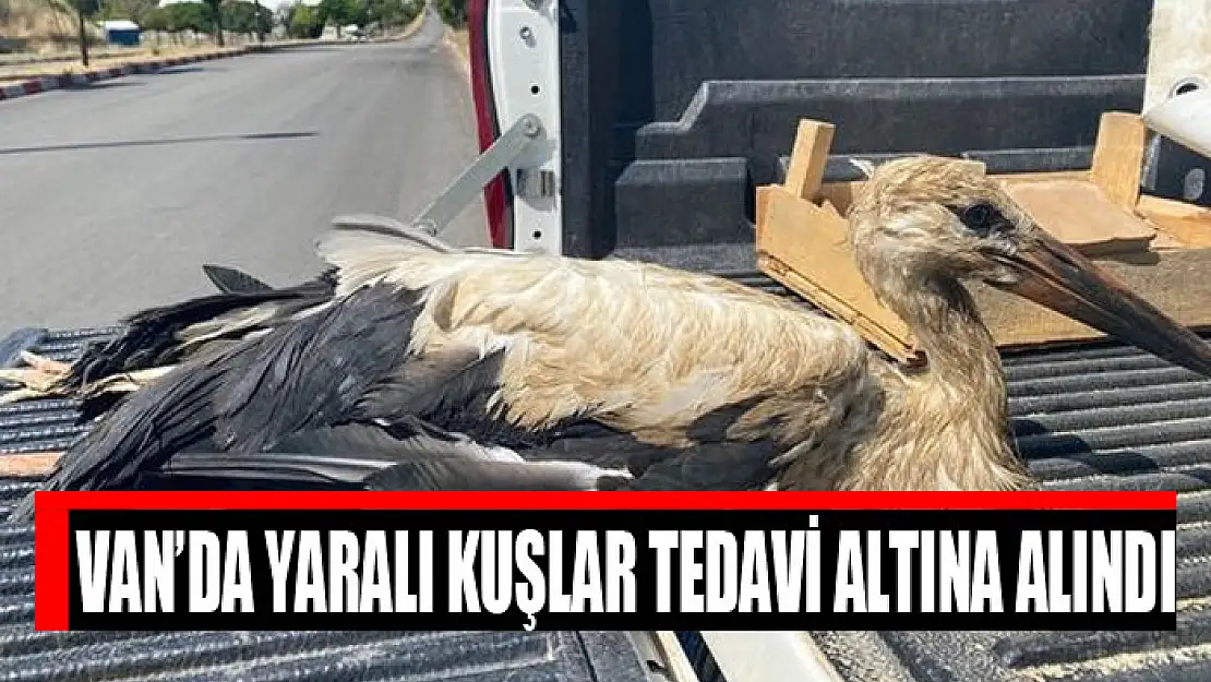 Van'da yaralı kuşlar tedavi altına alındı