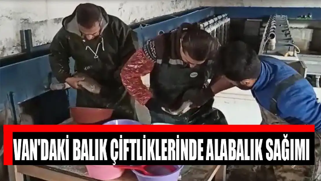 Van'daki balık çiftliklerinde alabalık sağımı