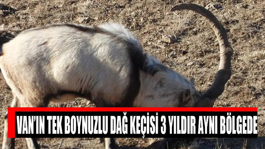 Van'ın tek boynuzlu dağ keçisi 3 yıldır aynı bölgede