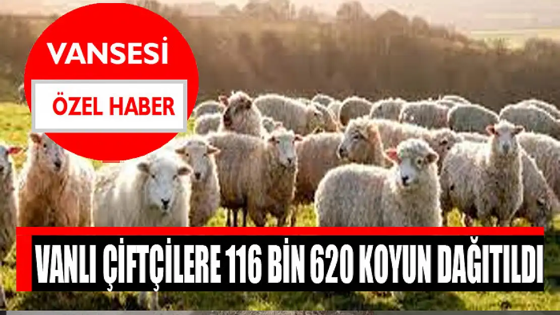 Vanlı çiftçilere 116 bin 620 koyun dağıtıldı