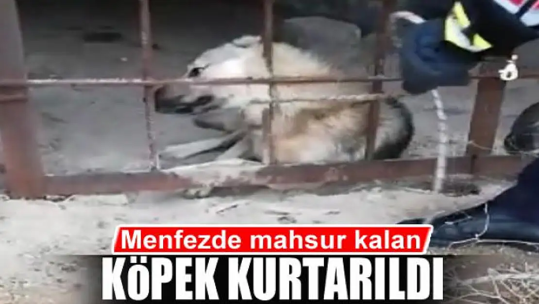 Menfezde mahsur kalan köpek kurtarıldı