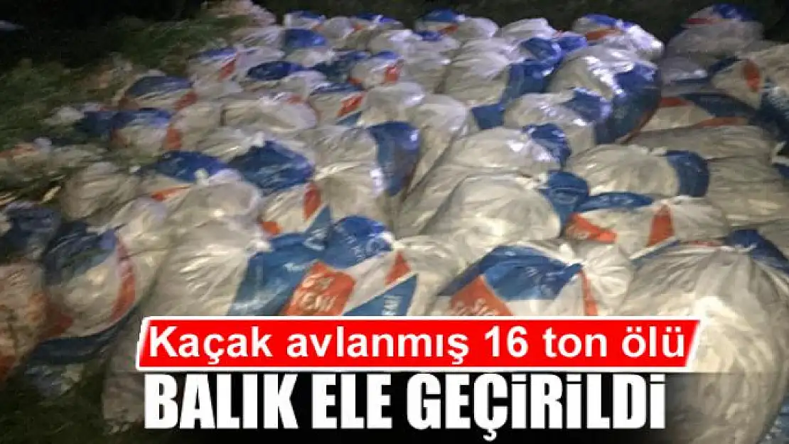 Van Gölü'nde kaçak avlanmış 16 ton ölü balık ele geçirildi