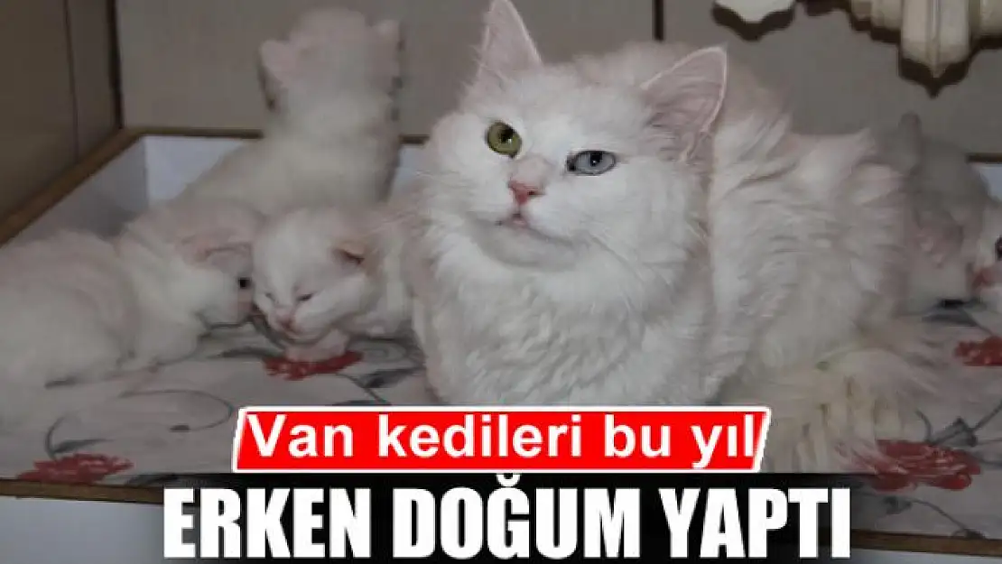 Van kedileri bu yıl erken doğum yaptı