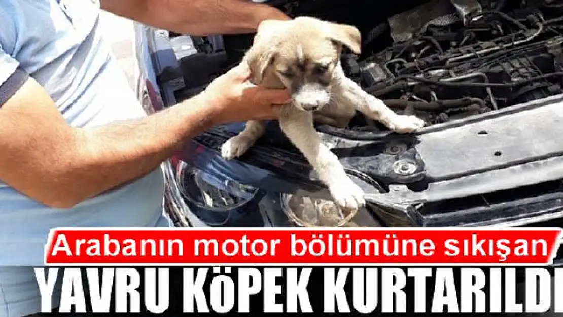 Arabanın motor bölümüne sıkışan yavru köpek kurtarıldı