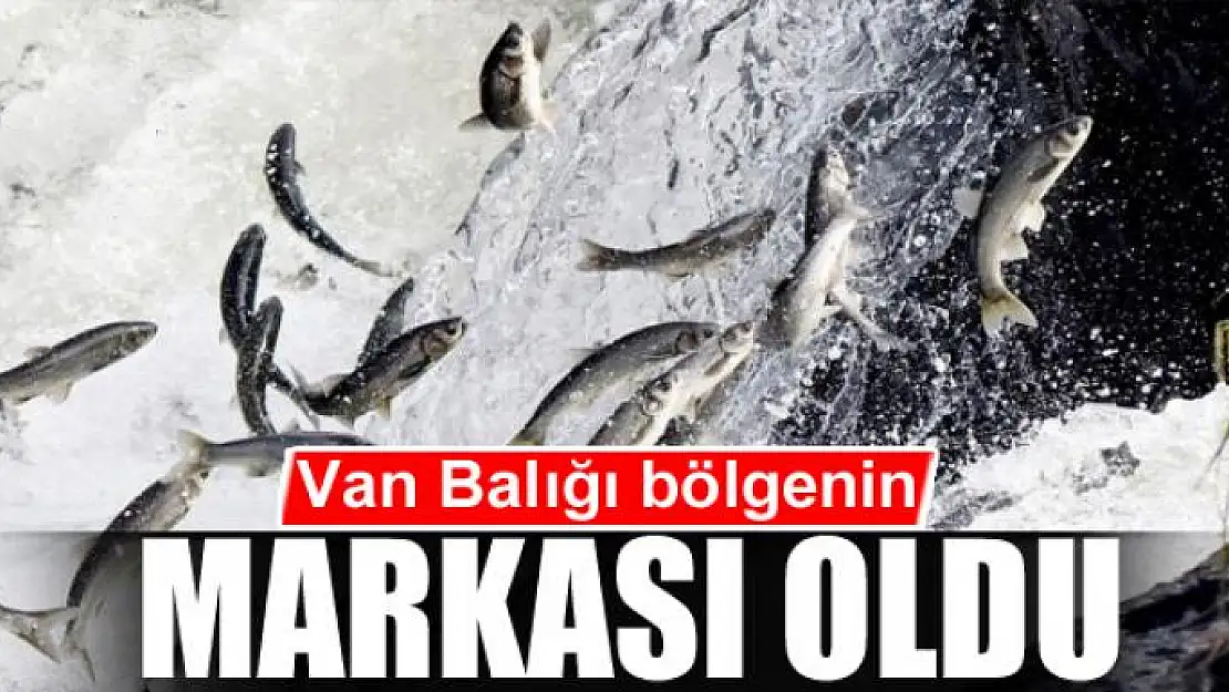 Van Balığı bölgenin markası oldu