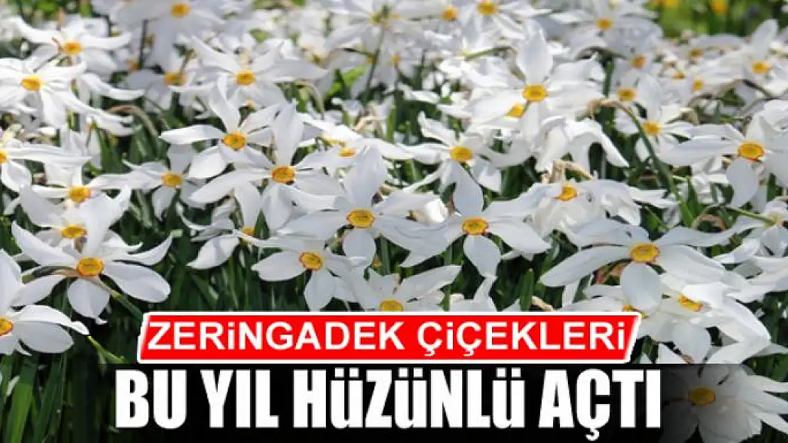 Zeringadek çiçekleri bu yıl hüzünlü açtı