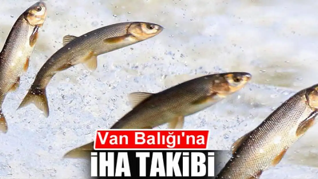 Van Balığı'na İHA takibi