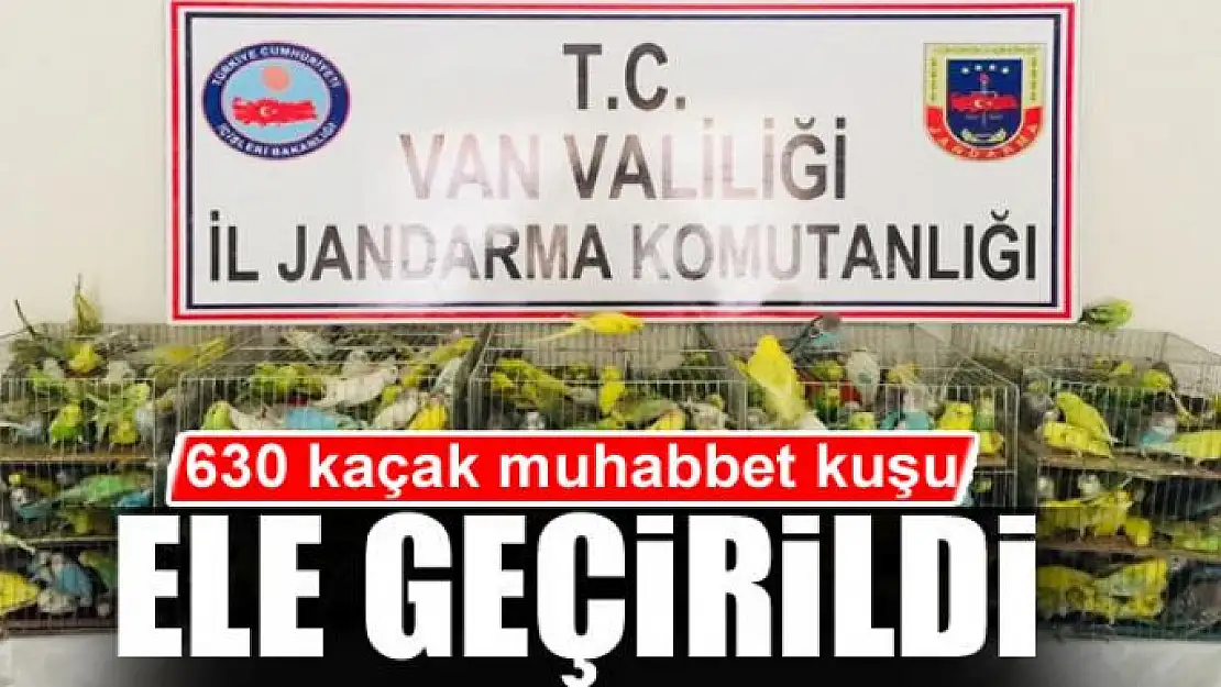 Jandarma 630 kaçak muhabbet kuşu ele geçirdi