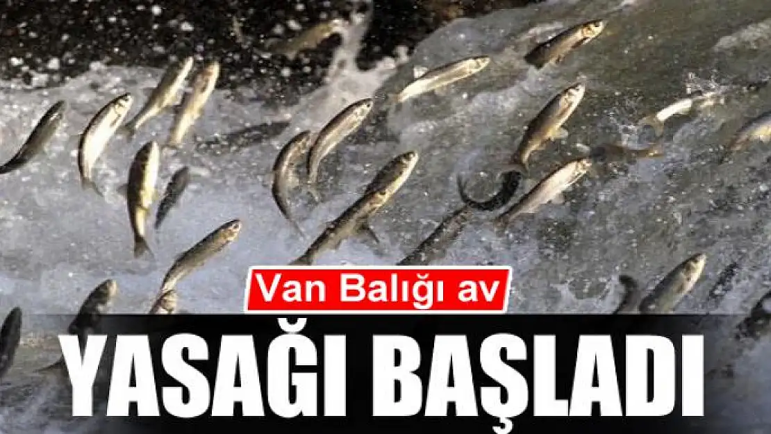 Van Balığı av yasağı başladı