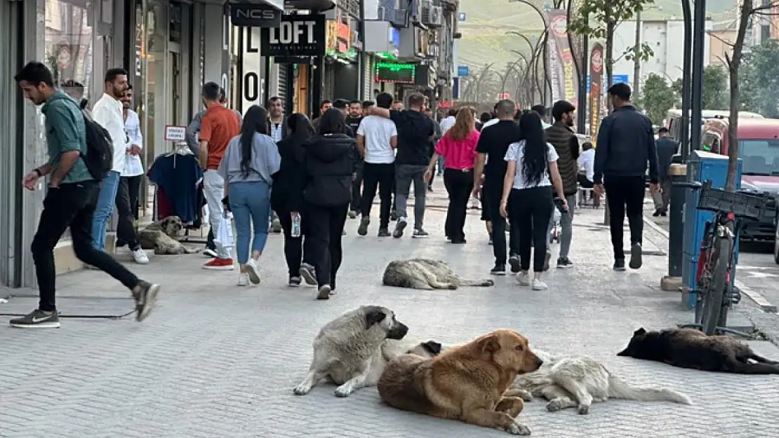 Vatandaşlar tepkili: Sokak köpekleri toplatılsın