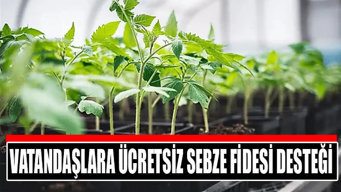 Vatandaşlara ücretsiz sebze fidesi desteği