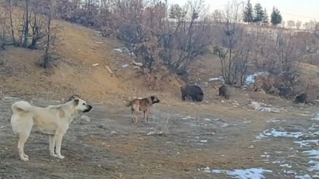 Yaban domuzları mahalleye kadar indi