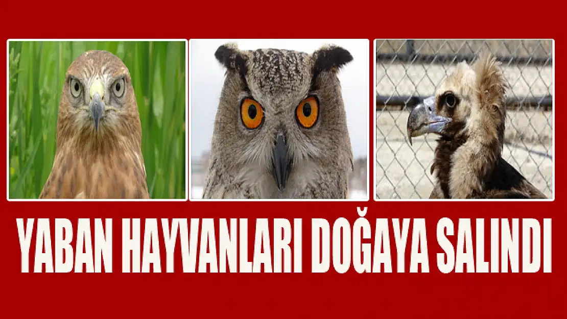 Yaban hayvanları doğaya salındı