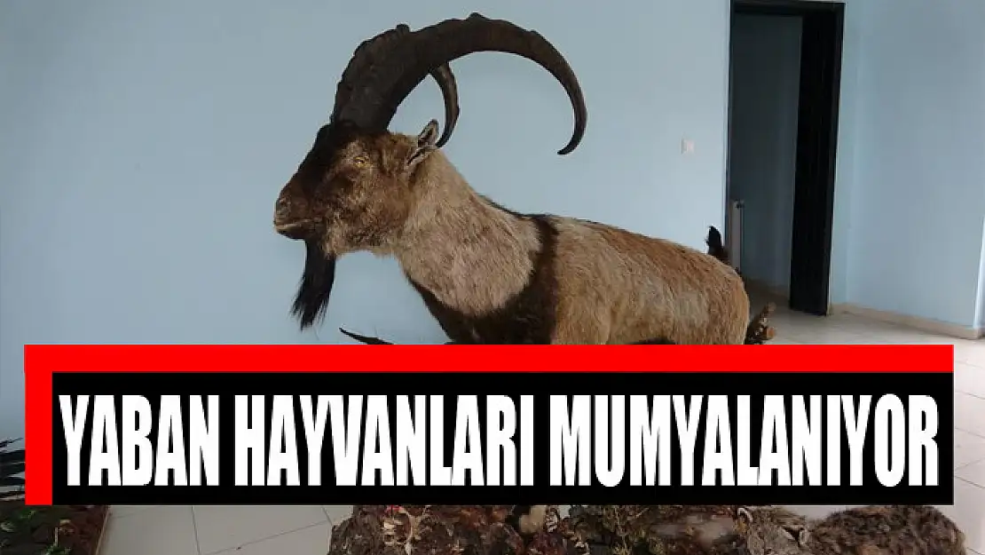 YABAN HAYVANLARI MUMYALANIYOR