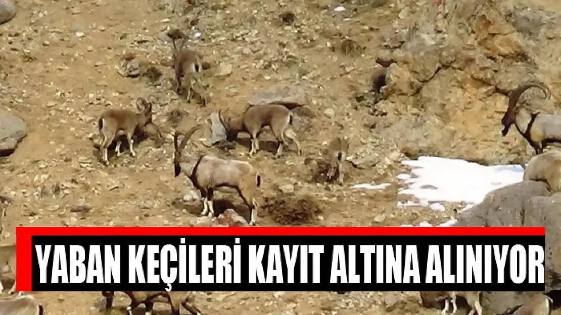 Yaban keçileri kayıt altına alınıyor