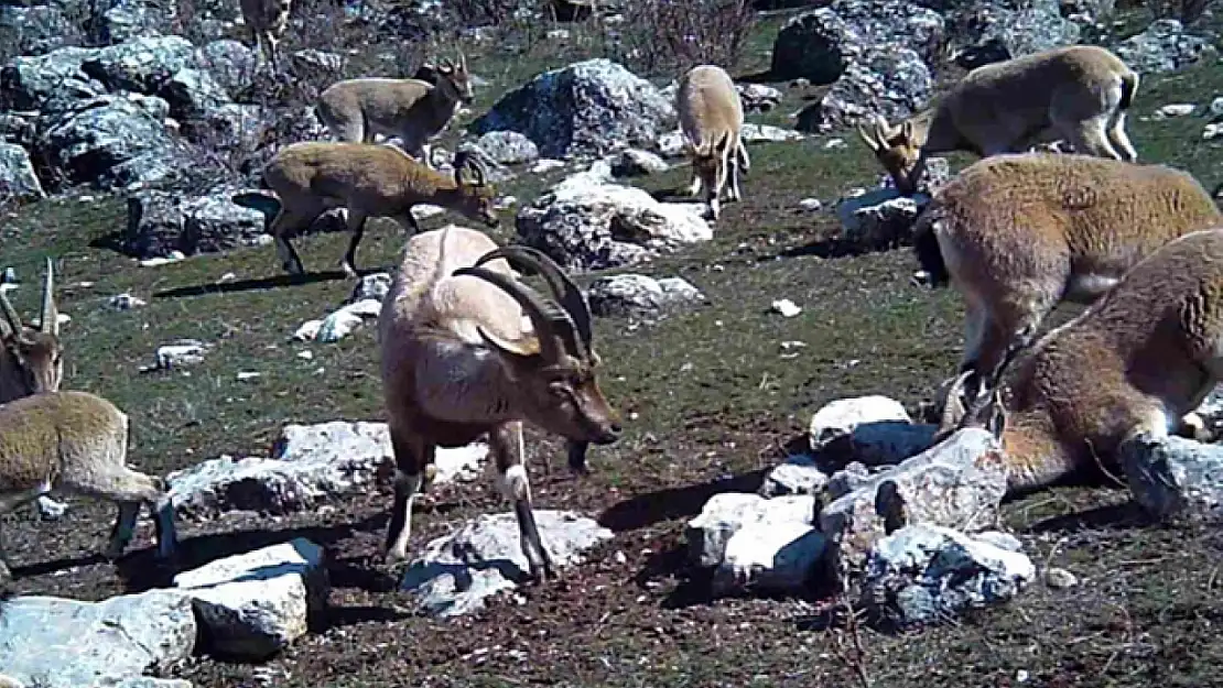 Yaban keçisi sürüsü fotokapanla görüntülendi