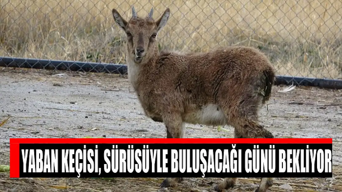 Yaban keçisi, sürüsüyle buluşacağı günü bekliyor