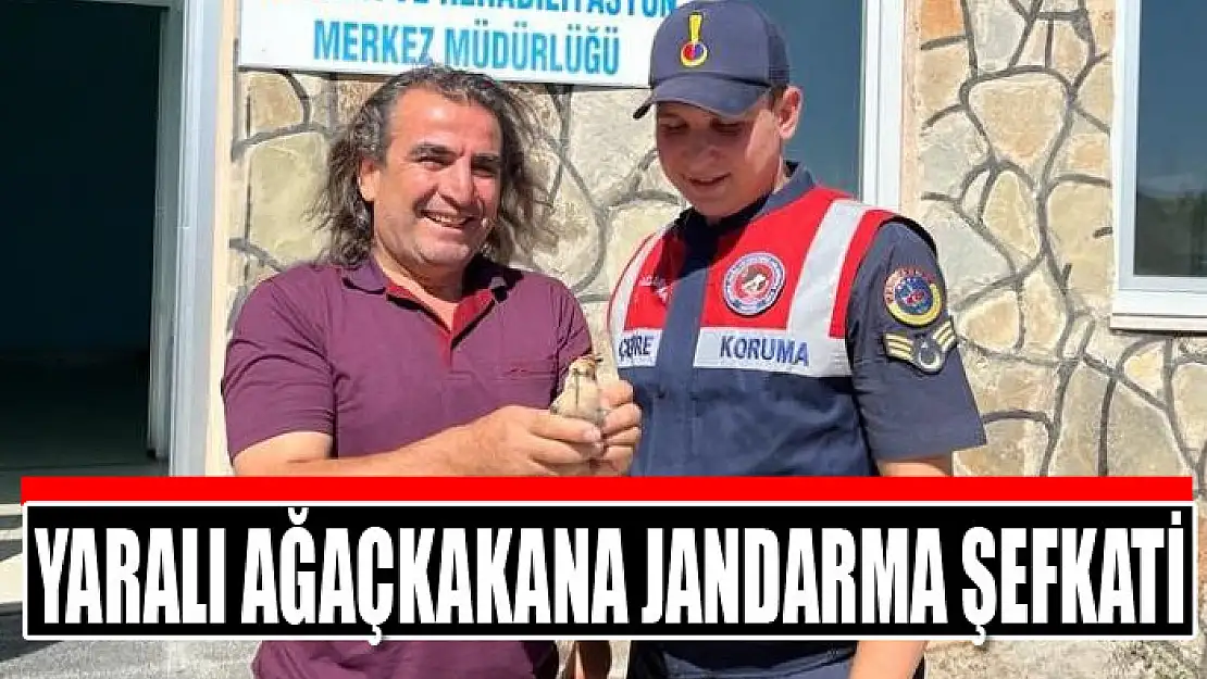 Yaralı ağaçkakana jandarma şefkati