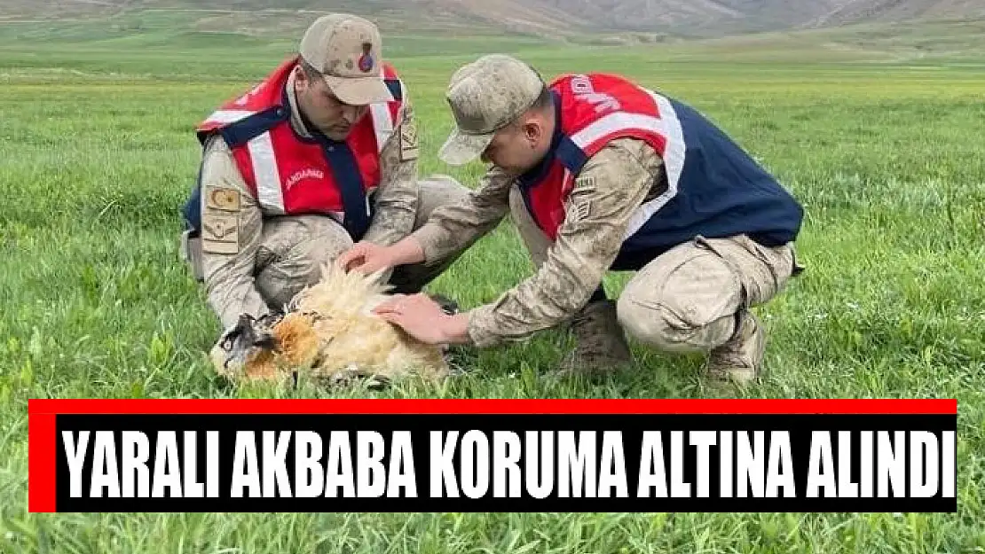 Yaralı akbaba koruma altına alındı