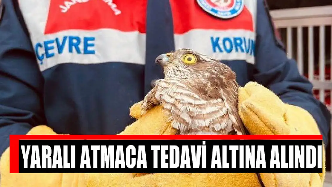 Yaralı atmaca tedavi altına alındı