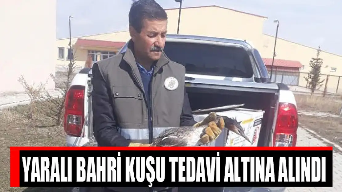 Yaralı bahri kuşu tedavi altına alındı