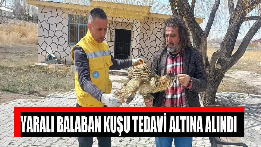 YARALI BALABAN KUŞU TEDAVİ ALTINA ALINDI