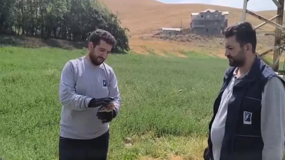 Yaralı baykuş ekipler tarafından kurtarıldı