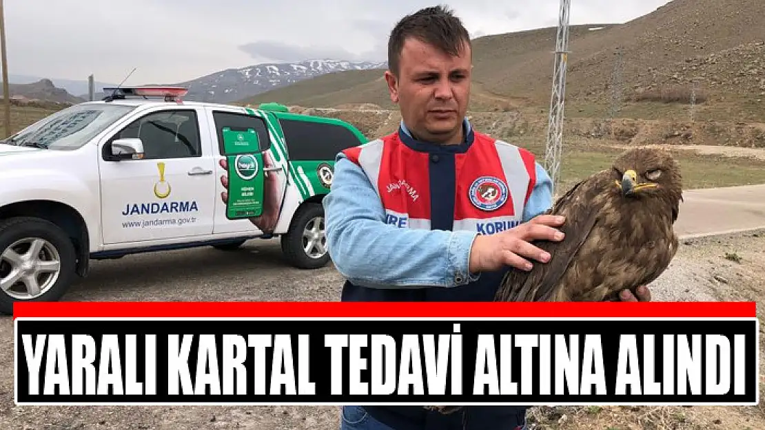 Yaralı kartal tedavi altına alındı