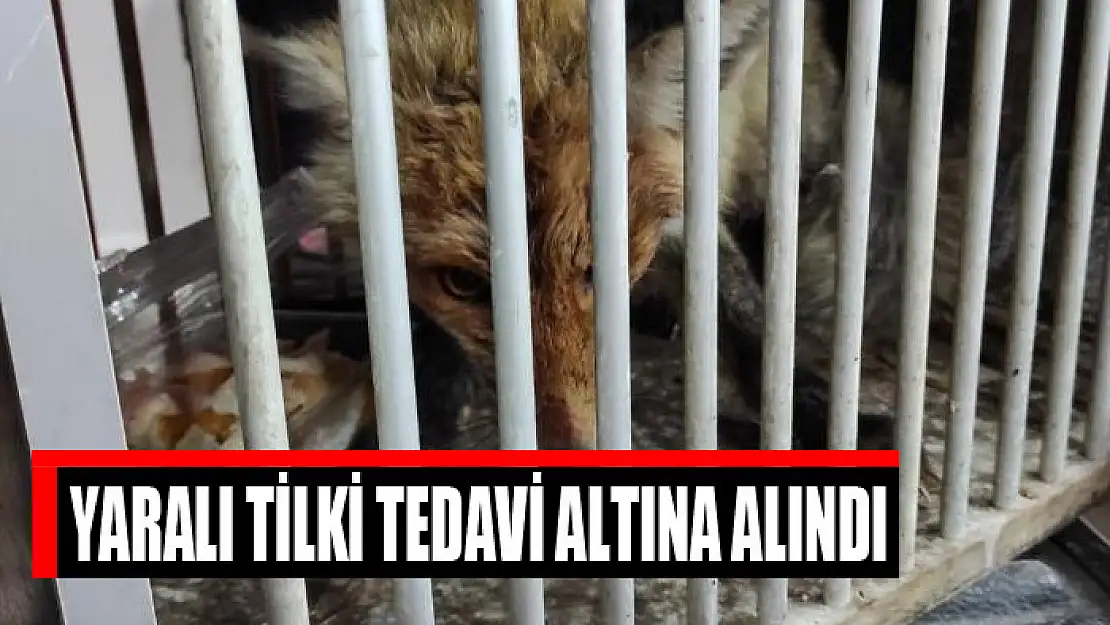 Yaralı tilki tedavi altına alındı