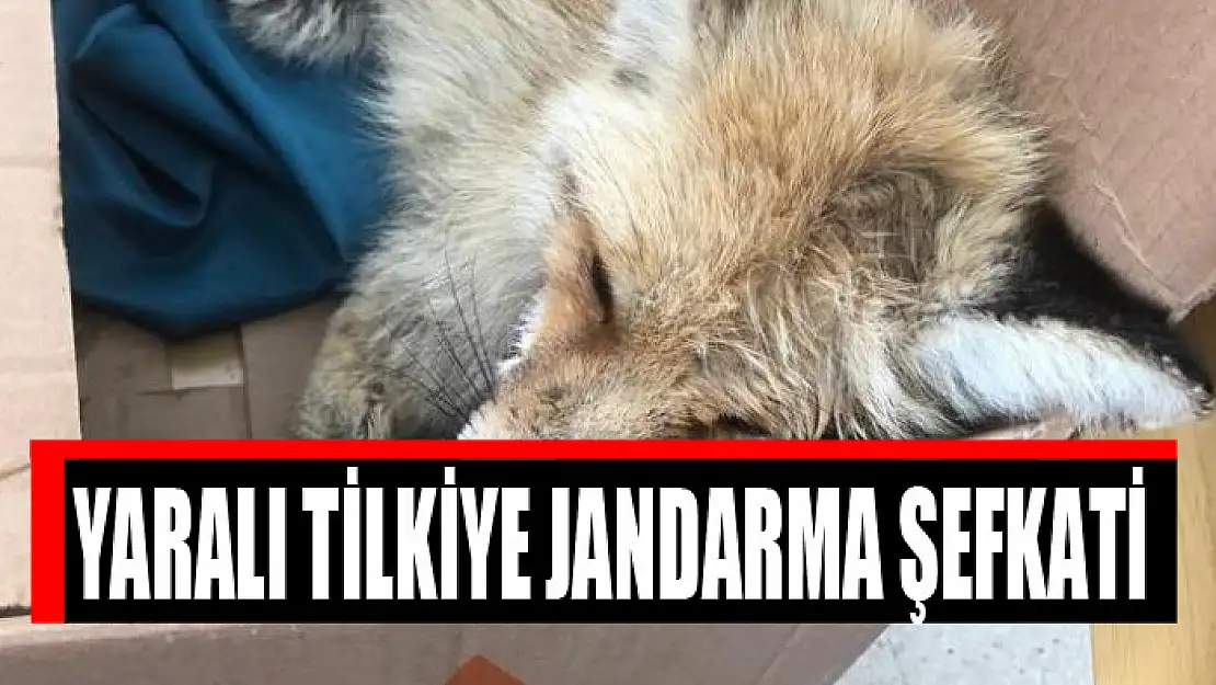 Yaralı tilkiye jandarma şefkati